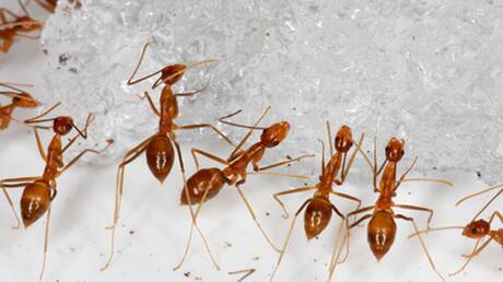 Πόσα μυρμήγκια υπάρχουν τελικά στη Γη; Οι επιστήμονες απαντούν