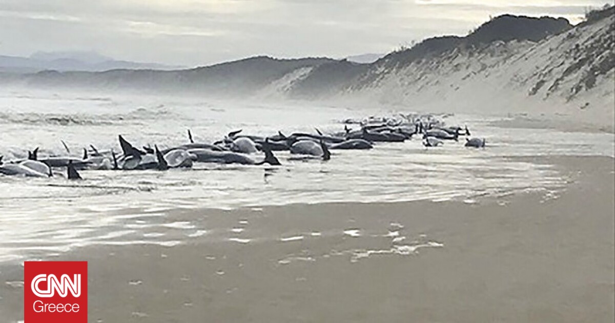 Αυστραλία: Τουλάχιστον 230 φάλαινες πιλότοι εξόκειλαν στις δυτικές ακτές της Τασμανίας