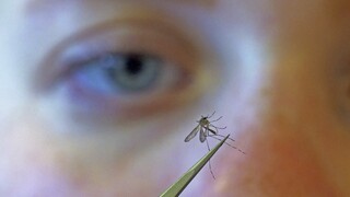 Έρευνα με ελληνική υπογραφή: Γενετικά τροποποιημένα κουνούπια στη μάχη κατά της ελονοσίας