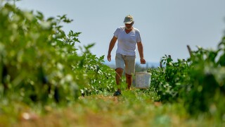 Ενεργειακή κρίση: Σήμα κινδύνου για ελλείψεις λαχανικών στην Ευρώπη εκπέμπουν οι καλλιεργητές