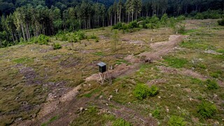 Κλίμα: Σε σοβαρό κίνδυνο τα γερμανικά δάση - Εξαφανίζονται όλο και περισσότερο