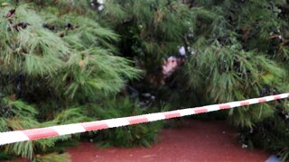 Σέρρες: Αγρότης καταπλακώθηκε από δέντρο όταν πήγε να κόψει ξύλα για το τζάκι