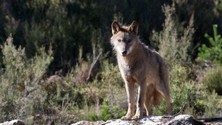 Η συνασπαστική «επούλωση» των πληγών της φύσης: Λύκοι και καφέ αρκούδες επιστρέφουν στην Ευρώπη