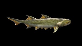 Ανακαλύφθηκε απολίθωμα κινεζικού ψαριού με τα αρχαιότερα σαγόνια που έχουν ποτέ βρεθεί
