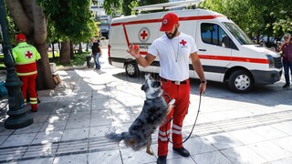 Παγκόσμια Ημέρα Ζώων: Δράση του Ελληνικού Ερυθρού Σταυρού για παροχή πρώτων βοηθειών σε κατοικίδια