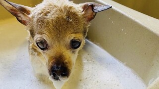 Πέθανε η Πέμπλς: Κατείχε το ρεκόρ του γηραιότερου σκύλου στον κόσμο