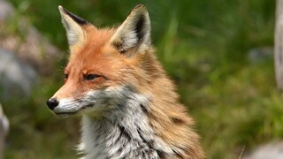 Καστοριά: Βασάνισαν και ακρωτηρίασαν αλεπού - Πέθανε από αιμορραγία