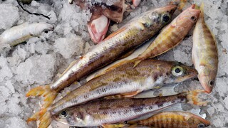 Ρίο: Διάρρηξη 300.000 ευρώ σε εγκαταστάσεις συσκευαστηρίου ψαριών