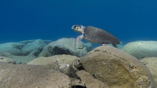 Μy Name is Blue: Το ντοκιμαντέρ «σταθμός» για τις θαλάσσιες χελώνες στη Μεσόγειο