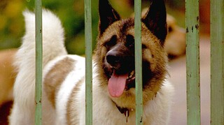 Επίθεση σκύλου σε μαθητή - Δήμαρχος Σαρωνικού: Ξέχασαν ανοικτή την πόρτα και βγήκε έξω το ζώο