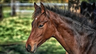 Αιτωλοακαρνανία: Σκότωσαν άγρια άλογα στον κάμπο της Λεπενούς
