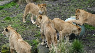 Αυστραλία: Πέντε λιοντάρια δραπέτευσαν από ζωολογικό κήπο στο Σίδνεϊ