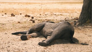 Κένυα: Πάνω από 200 ελέφαντες έχουν πεθάνει λόγω της ξηρασίας