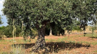 Η καλλιέργεια της ελιάς στην Ελλάδα και τον κόσμο - Δείτε το explainer video του Act for Earth