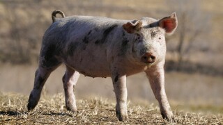 Ακόμη και στα γουρούνια, κάποια μεσολαβούν ως ειρηνοποιοί στους τσακωμούς