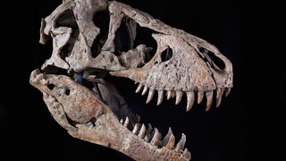 Το κρανίο ενός Τυραννόσαυρου βγαίνει σε δημοπρασία - Αναμένεται να ξεπεράσει τα 20 εκατ. δολάρια