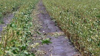 Αγρότες: Ενίσχυση 60 εκατ. ευρώ στα λιπάσματα - Ξεκινούν οι αιτήσεις