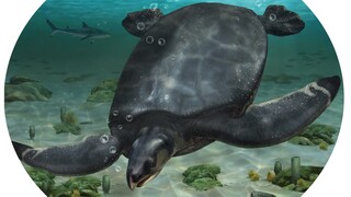Ισπανία: Στο «φως» απολίθωμα γιγάντιας θαλάσσιας χελώνας 80 εκατ. ετών