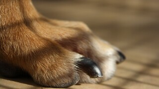 Δραπετσώνα: Μεγαλόσωμος σκύλος σκότωσε κανίς – Σε σοκ η ιδιοκτήτρια