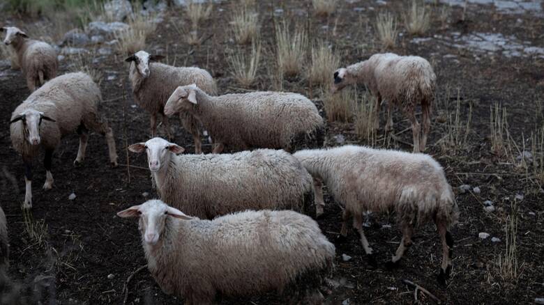 Πρόβατα έκαναν κύκλους επί 12 μέρες - Αυτή είναι η πιθανή εξήγηση