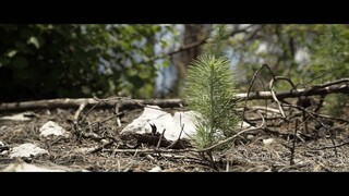 Οδοιπορικό στη Βόρεια Εύβοια: Η «αναγέννηση» της φύσης, έναν χρόνο μετά την καταστροφή
