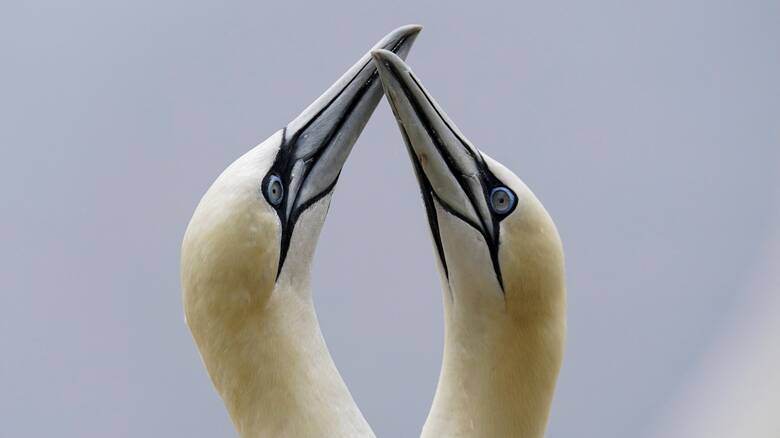 Τα παράξενα πουλιά Γκάνετ έχουν κάτι να μας διδάξουν για την αγάπη