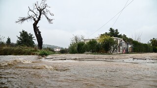 Θεσσαλονίκη: Διακοπές ρεύματος και πτώσεις δέντρων προκάλεσε η «Άριελ»