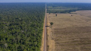 Αποψίλωση των δασών: Τελευταίες διαπραγματεύσεις για να «πρασινίσουν» οι εισαγωγές της ΕΕ
