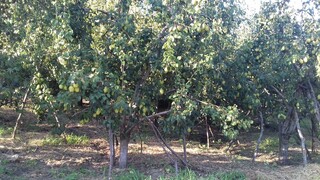 Τα μήλα «Ζαγορίν», θησαυρός του βορειανατολικού Πηλίου
