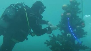 Δήμος Αλοννήσου: Συμβολικός στολισμός xριστουγεννιάτικου δέντρου στον βυθό