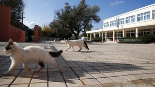 Τουρκία: Ένα δημοτικό σχολείο φιλοξενεί περισσότερες γάτες από μαθητές