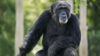 Οργή στη Σουηδία για την εκτέλεση τριών χιμπατζήδων