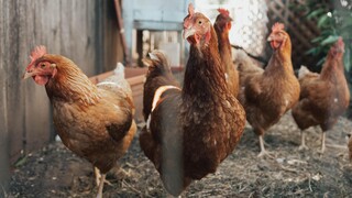 Γαλλία: Στόχος ο εμβολιασμός των πουλιών για τη γρίπη των πτηνών