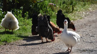 Γρίπη των πτηνών - Τσεχία: Θανατώνονται πάνω από 750.000 πουλερικά