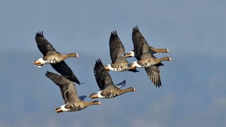 Τρίγκου: Τουλάχιστον 110 είδη πουλιών ευρωπαϊκού ενδιαφέροντος φωλιάζουν στην Ελλάδα
