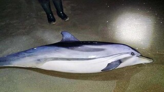 Καβάλα: Δελφίνι δύο μέτρων, θύμα του ισχυρού νοτιά - Ξεβράστηκε στην παραλία Νέας Καρβάλης