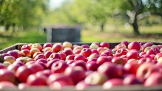 Καταγγελίες για μήλα που «έφυγαν» από το χωράφι στα 0,25 και κατέληξαν στο ράφι 1,80