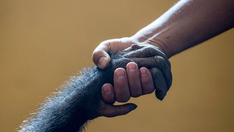 Επιστημονική αποκάλυψη: Οι άνθρωποι καταλαβαίνουν τις χειρονομίες που κάνουν οι χιμπατζήδες