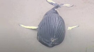 Μυστήριο με τεράστια φάλαινα φυσητήρα που ξεβράστηκε σε ακτή του Λονγκ Άιλαντ