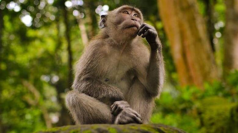 ΗΠΑ: Αγνοούνται δύο πίθηκοι από τον ζωολογικό κήπο του Ντάλας