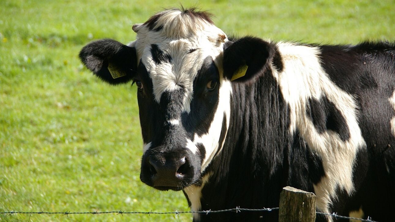 Κλωνοποιημένες «σούπερ αγελάδες» στην Κίνα παράγουν ασυνήθιστα υψηλή ποσότητα γάλακτος