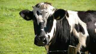Κλωνοποιημένες «σούπερ αγελάδες» στην Κίνα – Παράγουν ασυνήθιστα υψηλή ποσότητα γάλακτος