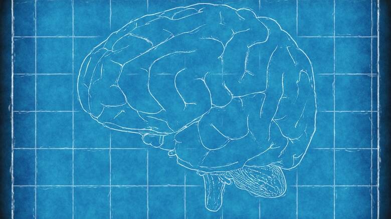 Η εμφύτευση ιστών ανθρώπινου εγκεφάλου σε αρουραίους, ελπίδα για νέες θεραπείες