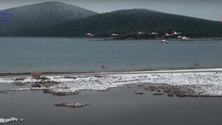 O «χορός» των φλαμίνγκο με τα χιόνια στη Φθιώτιδα - Εντυπωσιακό βίντεο