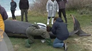 Κύπρος: Νεκρές φάλαινες ξεβράστηκαν στις ακτές - Πιθανή η σύνδεση με τους σεισμούς στη Τουρκία