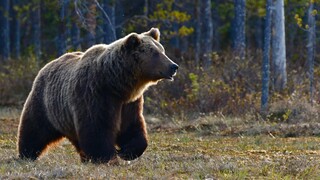 Τι αποκαλύπτει ανάλυση DNA στις καφέ αρκούδες που ζουν στα ελληνικά βουνά