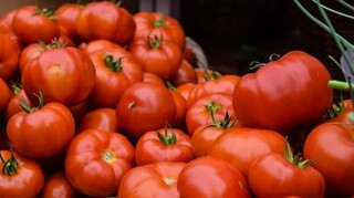 Βρετανία: Είδος προς εξαφάνιση η ντομάτα - Αντιμέτωπη με ελλείψεις η χώρα