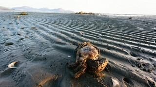 Ναύπλιο: Εντυπωσιακές εικόνες από την άμπωτη που «εξαφάνισε» τη θάλασσα