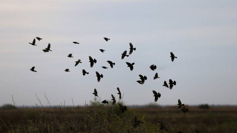 Μεξικό: Σμήνη πουλιών κατέκλυσαν τους δρόμους - Φόβοι για περιβαλλοντική κρίση