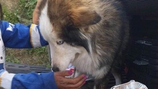 Τουρκία: Σκύλος ανασύρθηκε ζωντανός από τα ερείπια 23 ημέρες μετά τον σεισμό